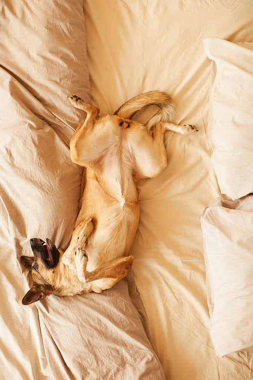 High angle German shepherd lying on back and enjoying her relax time on bed in the bedroom