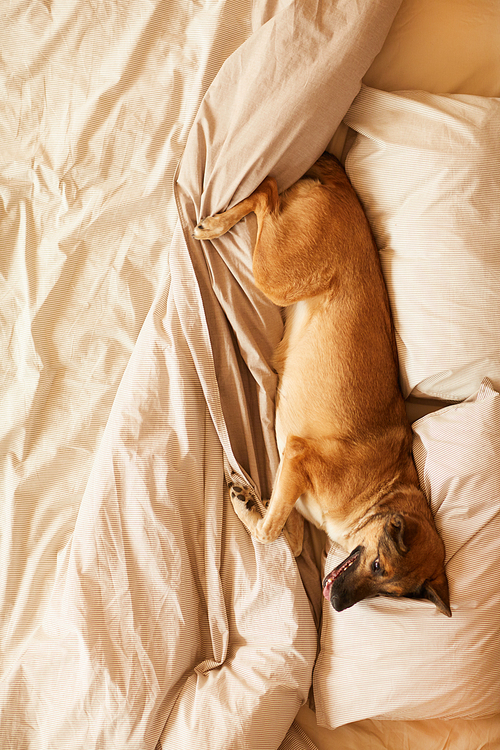 High angle view of German shepherd lying on pillows and relaxing while her owner is absent in the bedroom