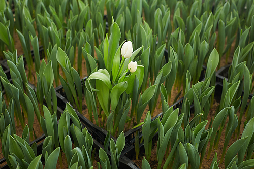 Close-up of white tulips growing in the greenhouse for future sale in the shops