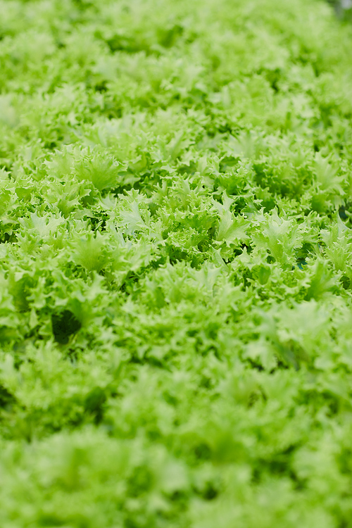 Close-up of lettuce growing in greenhouse or in the garden