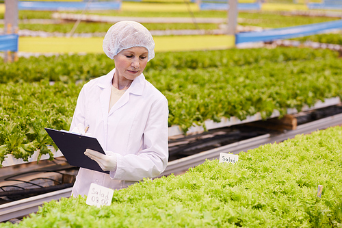 Serious mature woman in protective workwear making notes in document while growing green salad in greenhouse