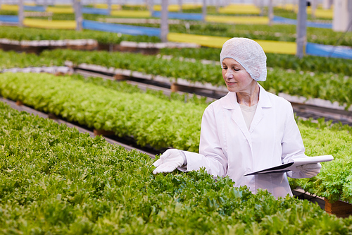 Mature woman in cap and in white lab coat growing salad in greenhouse