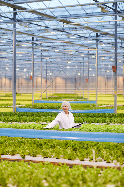Mature woman growing vegetables and examining them while working in greenhouse