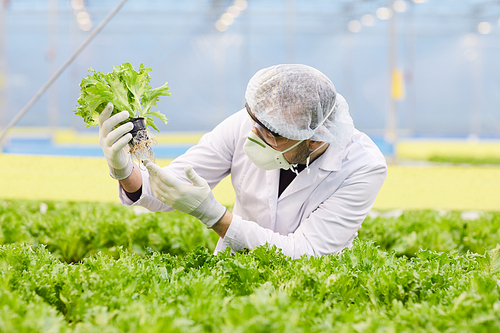 Man in protective mask and cap examining lettuce in his hands while working in greenhouse