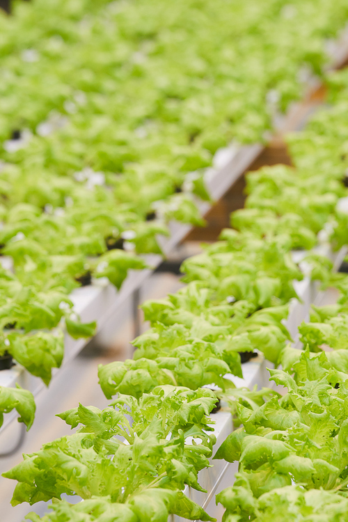 Close-up of green plants or lettuce growing in greenhouse