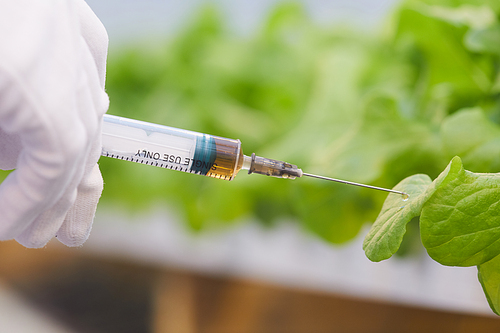 Close-up of botanist in gloves holding syringe and injecting liquid into the green leaves