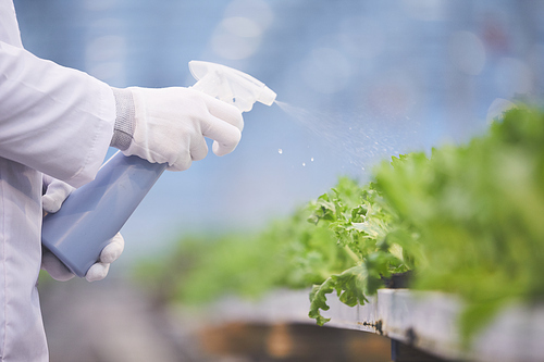 Close-up of botanist in protective gloves watering green plants from watering pot