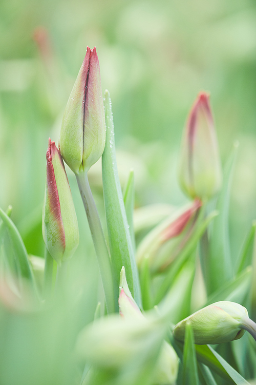 Close-up of beautiful young tulips growing in the garden