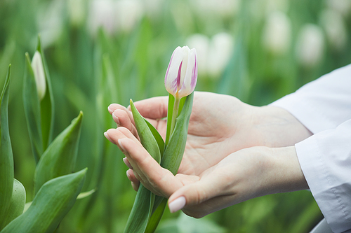 Close-up of female hands holding bud of tulip and enjoying it beauty while growing it in the garden