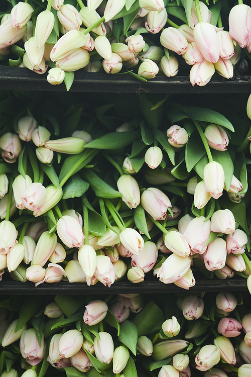 Image of beautiful white tulips lying on the shelves in the shop