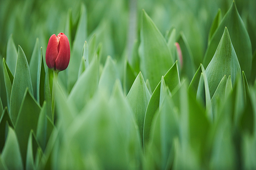 Close-up of one red tulip growing in the garden among green plants