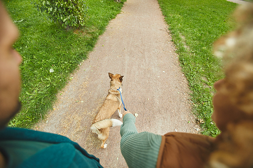 Rear view of couple walking along the path with their pet on a leash