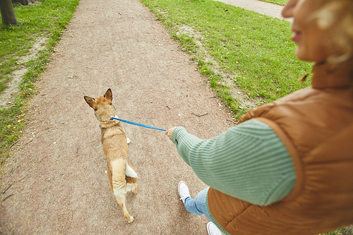 Rear view of young woman walking with her dog on a leash along the path outdoors