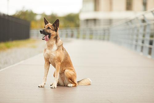 Image of beautiful German shepherd sitting on the road in the city