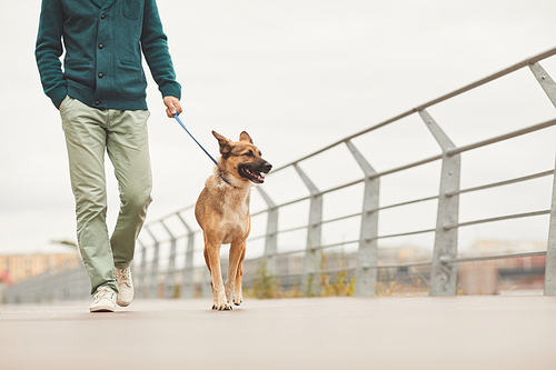 Close-up of man walking with his German shepherd on a leash along the bridge in the city