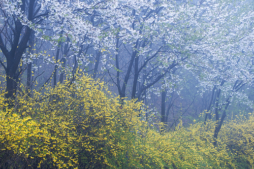 벚꽃 안개숲