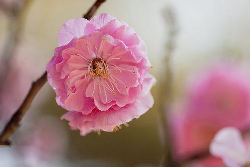 봄날의 벚꽃
