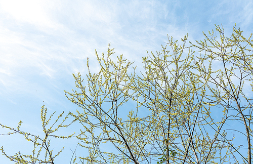 푸른 하늘로 향하는 버드나무 새싹