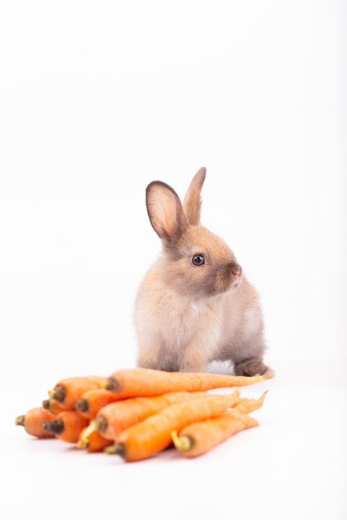 Cute little rabbit sitting on white floor against plain background with multiple orange carrots