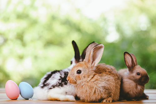 Group of three cute little three brown hare and rabbit sitting with multiple colorful easter eggs while looking away