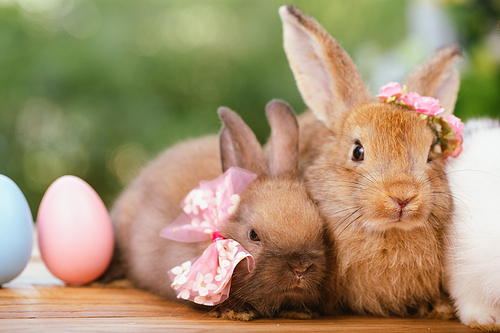 Easter bunny and Easter eggs on green grass outdoor, Cute rabbit sitting on green field spring meadow, Easter bunny hunt for festival on grass, Easter - Cute Bunny In Sunny Garden With Decorated Eggs