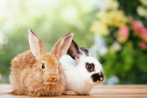 Pet portrait of brown cute rabbit sitting on green grass with blurry nature background, Lovely action of young rabbit, Adorable little pet at home concept