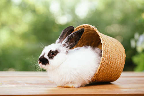 cute rabbit on spring nature outdoor with meadow grass in farm, wildlife pet animal in summer easter concept, mammal garden and bunny rodent having fluffy and hare, having long ear and brown fur