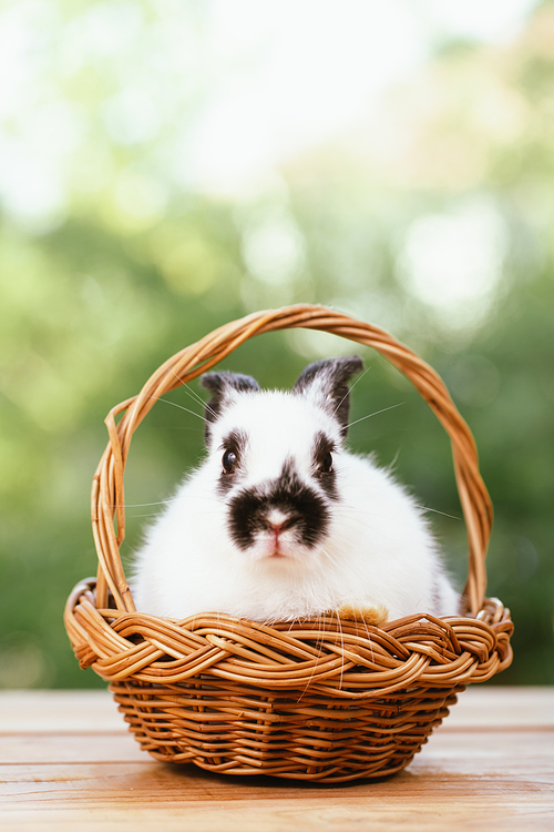 Portrait of cute little white furry rabbit sitting in a wooden basket looking at camera