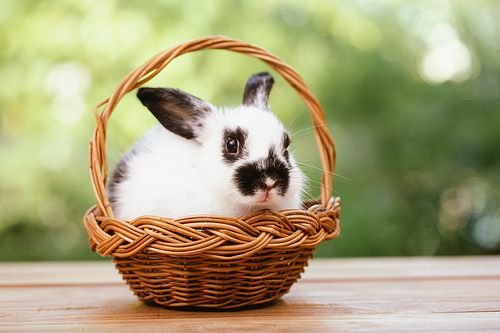 Portrait of cute little white furry rabbit sitting in a wooden basket looking at camera