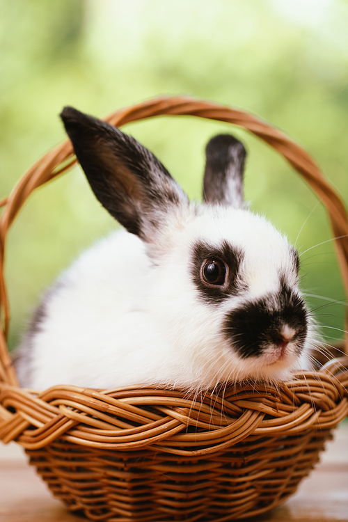 Portrait of cute little white furry rabbit sitting in a wooden basket looking at camera