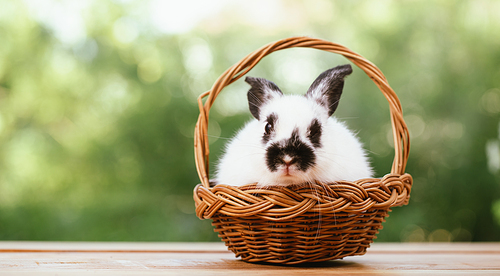 Portrait of cute little white furry rabbit sitting in a wooden basket looking at camera