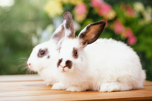 Cute little brown furry rabbit sitting on wooden flooring looking away