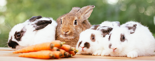 Cute little brown furry rabbit sitting on wooden flooring looking away