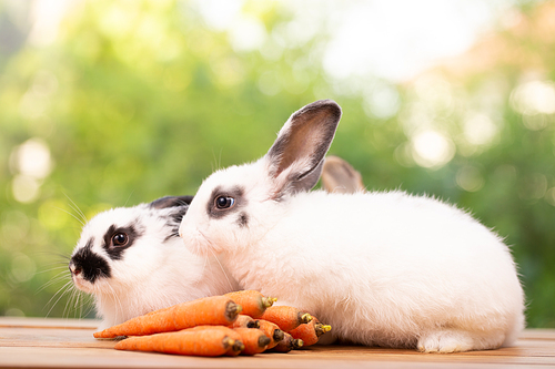 cute rabbit on spring nature outdoor with meadow grass in farm, wildlife pet animal in summer easter concept, mammal garden and bunny rodent having fluffy and hare, having long ear and brown fur