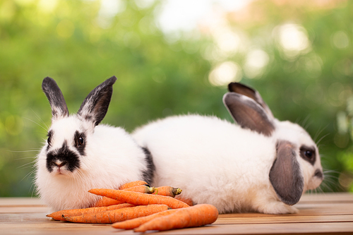 cute rabbit on spring nature outdoor with meadow grass in farm, wildlife pet animal in summer easter concept, mammal garden and bunny rodent having fluffy and hare, having long ear and brown fur