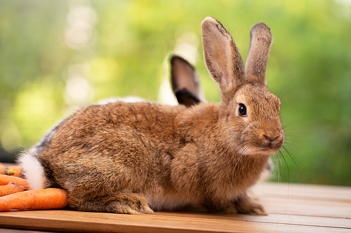 Cute little brown furry rabbit sitting on wooden flooring looking away