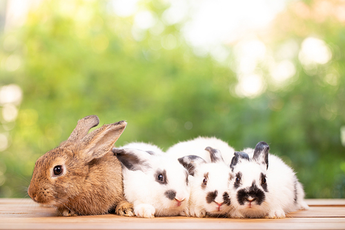 Cute little brown furry rabbit sitting on wooden flooring looking away