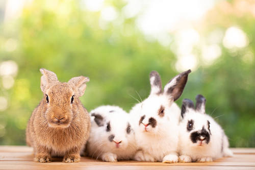 Cute little brown furry rabbit sitting on wooden flooring looking away