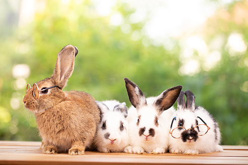 Cute little brown furry rabbit sitting on wooden flooring looking away