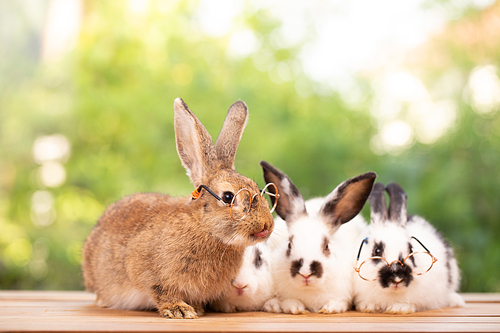 Cute little brown furry rabbit sitting on wooden flooring looking away