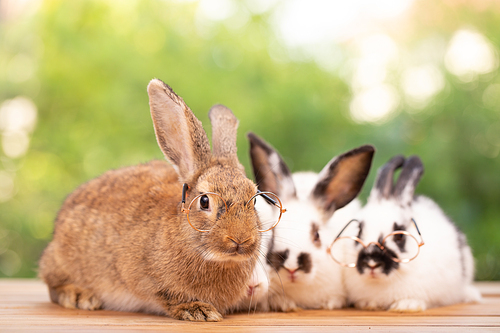 Cute little brown furry rabbit sitting on wooden flooring looking away