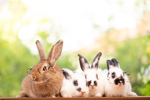 Cute little brown furry rabbit sitting on wooden flooring looking away