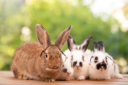 Cute little brown furry rabbit sitting on wooden flooring looking away