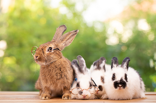 Cute little brown furry rabbit sitting on wooden flooring looking away