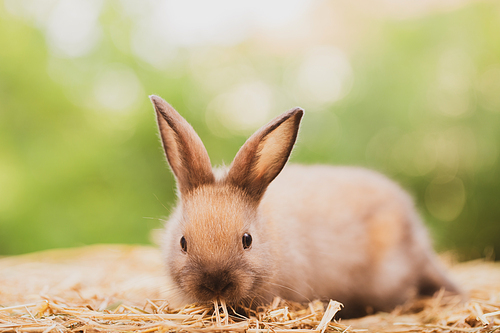 Pet portrait of brown cute rabbit sitting on green grass with blurry nature background, Lovely action of young rabbit, Adorable little pet at home concept