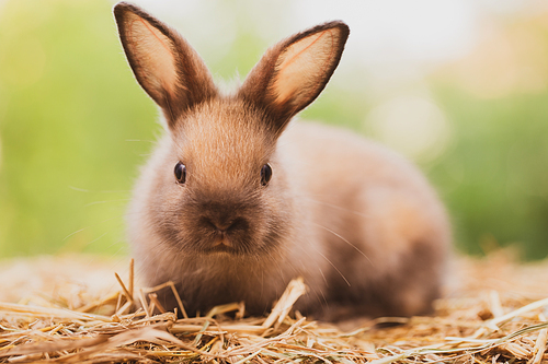 cute rabbit on spring nature outdoor with meadow grass in farm, wildlife pet animal in summer easter concept, mammal garden and bunny rodent having fluffy and hare, having long ear and brown fur