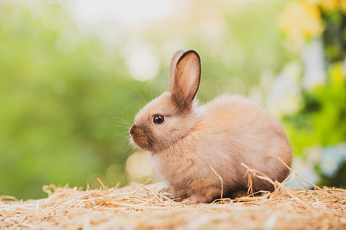 cute rabbit on spring nature outdoor with meadow grass in farm, wildlife pet animal in summer easter concept, mammal garden and bunny rodent having fluffy and hare, having long ear and brown fur