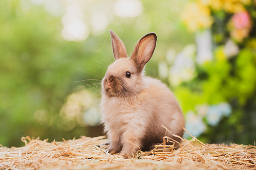 Pet portrait of brown cute rabbit sitting on green grass with blurry nature background, Lovely action of young rabbit, Adorable little pet at home concept