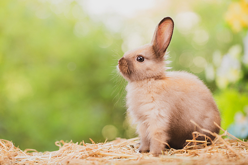 Pet portrait of brown cute rabbit sitting on green grass with blurry nature background, Lovely action of young rabbit, Adorable little pet at home concept