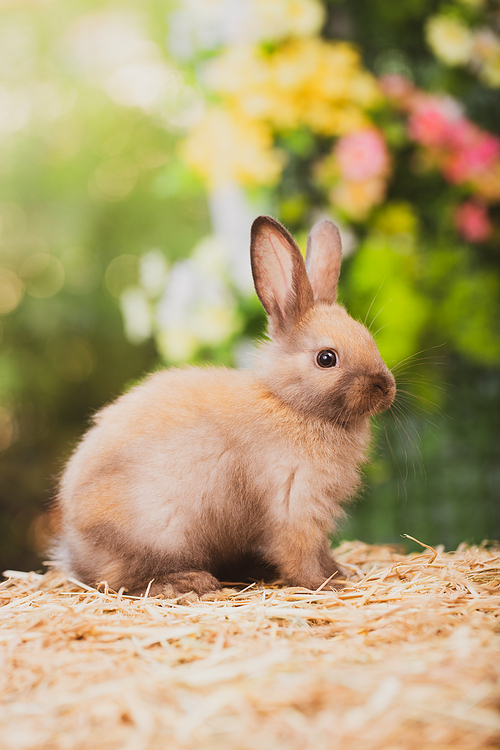 Pet portrait of brown cute rabbit sitting on green grass with blurry nature background, Lovely action of young rabbit, Adorable little pet at home concept